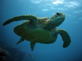 Schildkröte von unten